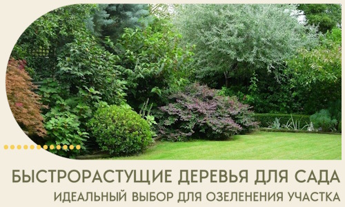 Быстрорастущие деревья для сада идеальный выбор в Стрежевом