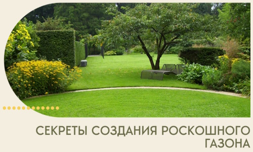 Секреты создания роскошного газона в Стрежевом